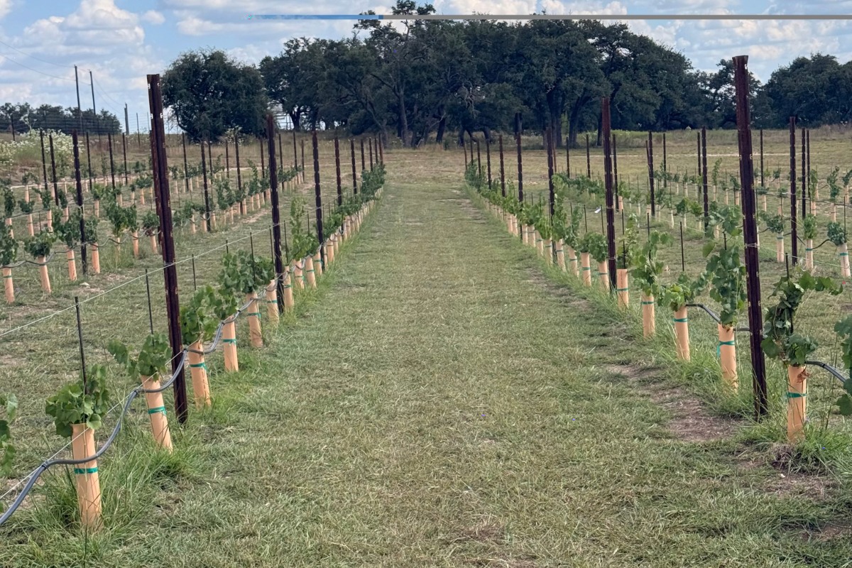 Producer Profile: Elisa Christopher Wines